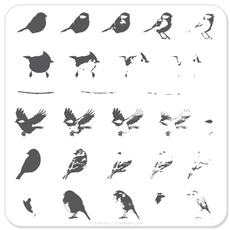Itty Bitty Birds (CjS-30) - Steel Nail Art Stamping Plate 6x6 Clear Jelly Stamper