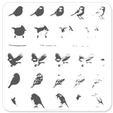 Itty Bitty Birds (CjS-30) - Steel Nail Art Stamping Plate 6x6 Clear Jelly Stamper 