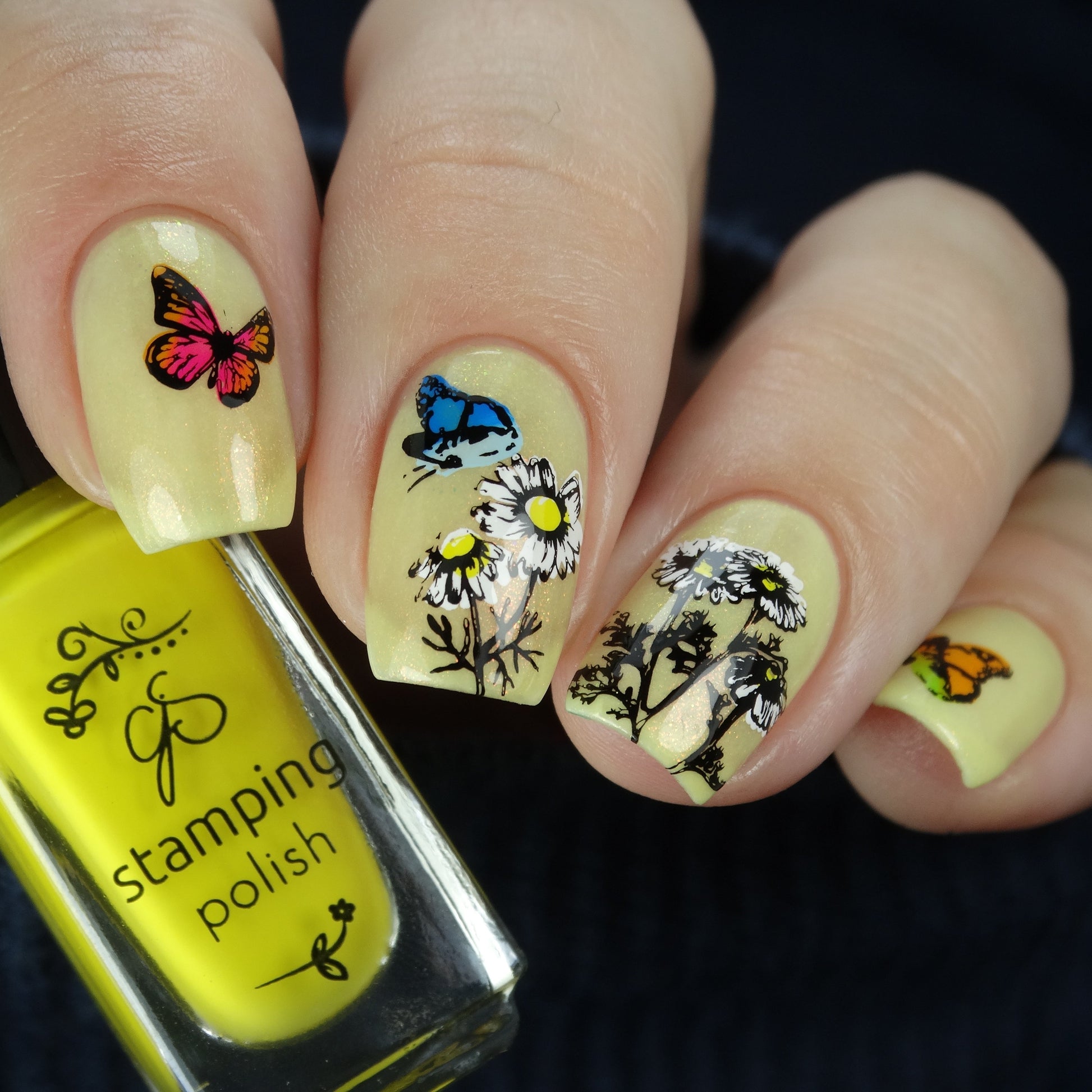 I Dream of Daisies (CjS-104) Steel Nail Art Stamping Plate 14 x 9 Clear Jelly Stamper