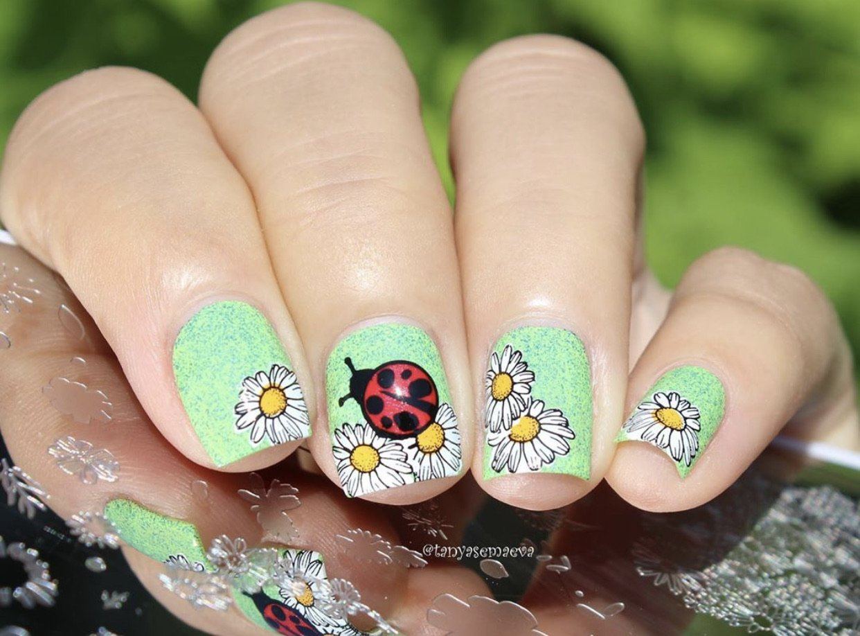 I Dream of Daisies (CjS-104) Steel Nail Art Stamping Plate 14 x 9 Clear Jelly Stamper