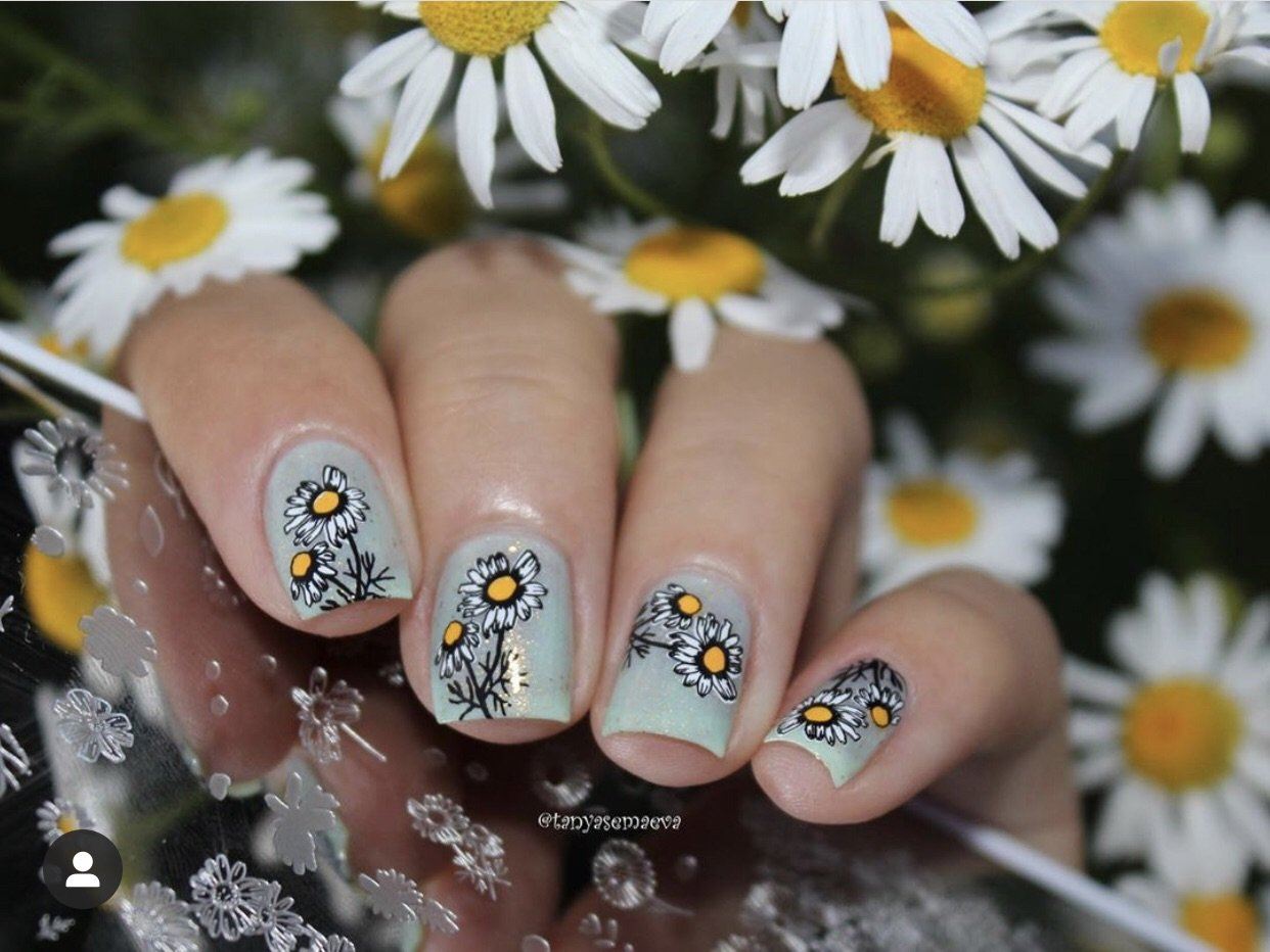 I Dream of Daisies (CjS-104) Steel Nail Art Stamping Plate 14 x 9 Clear Jelly Stamper