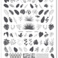 layered-nail-art-stamping-plate-showing-designs-of-tropical-leaves-and-words-for-nail-art