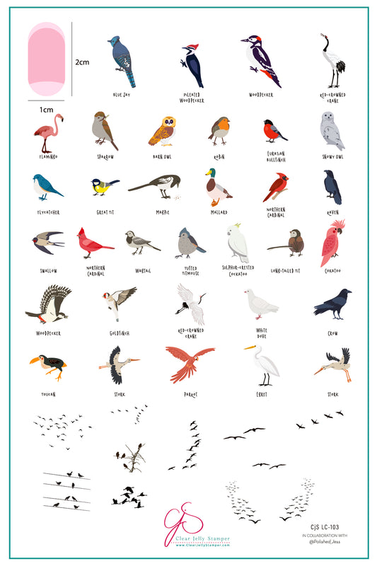 Chart of various bird illustrations with labels and a scale on a white background.