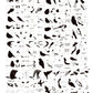 Talk Birdy To Me (CjSLC-103) Etched Nail Art Stamping Plate