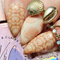 Catch Me by the Sea (CjS-380) Steel Nail Art Layered Stamping Plate