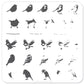 Itty Bitty Birds (CjS-30) - Steel Nail Art Stamping Plate 6x6 Clear Jelly Stamper 