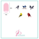 Itty Bitty Birds (CjS-30) - Steel Nail Art Stamping Plate 6x6 Clear Jelly Stamper Plate 